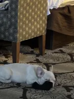 Jasper, a male French Bulldog for sale in Marianna, FL – Photo 1 of 3