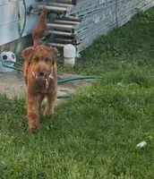 Mia, a female Goldendoodle for sale in Indianapolis, IN – 2 of 3