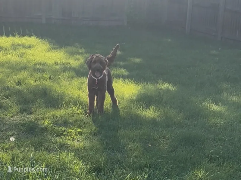 Mia – Goldendoodle puppy for sale in Indianapolis, IN