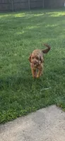 Mia, a female Goldendoodle for sale in Indianapolis, IN – 3 of 3