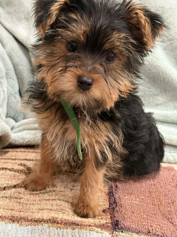 Potato, a male Yorkshire Terrier for sale in Lewisburg, KY – Photo 1 of 4