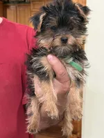 Potato, a male Yorkshire Terrier for sale in Lewisburg, KY – Photo 2 of 4