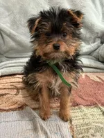 Potato, a male Yorkshire Terrier for sale in Lewisburg, KY – Photo 4 of 4