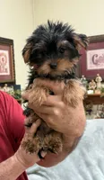 Tank, a male Yorkshire Terrier for sale in Lewisburg, KY – Photo 1 of 4