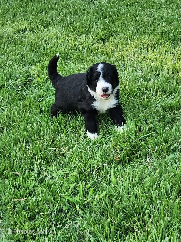 Truman – Bernedoodle puppy for sale in Columbia, MO