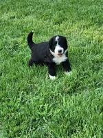 Truman, a male Bernedoodle for sale in Columbia, MO – 1 of 3