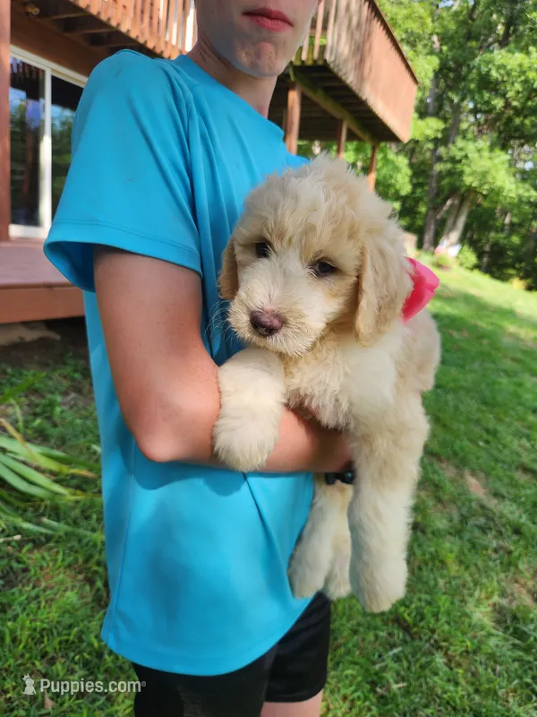 Daisy – Bernedoodle puppy for sale in Columbia, MO