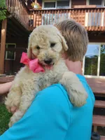 Fern, a male Bernedoodle for sale in Columbia, MO – 2 of 2