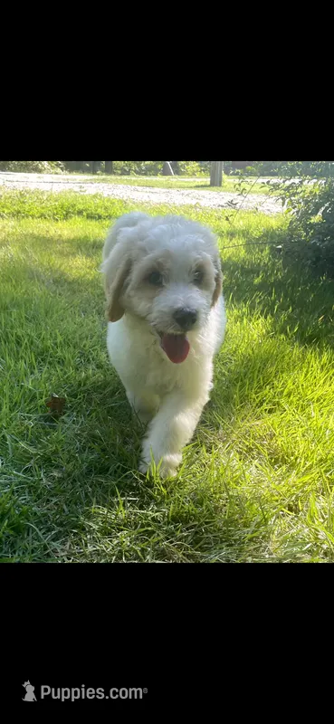 Lilly – Bernedoodle puppy for sale in Columbia, MO