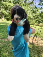 Truman, a male Bernedoodle for sale in Columbia, MO – 3 of 3