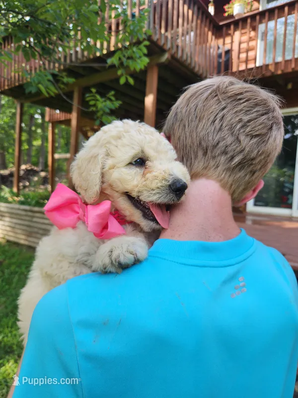 Fern – Bernedoodle puppy for sale in Columbia, MO