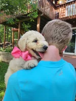 Fern, a male Bernedoodle for sale in Columbia, MO – 1 of 2