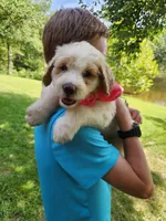 Lilly, a male Bernedoodle for sale in Columbia, MO – 2 of 2