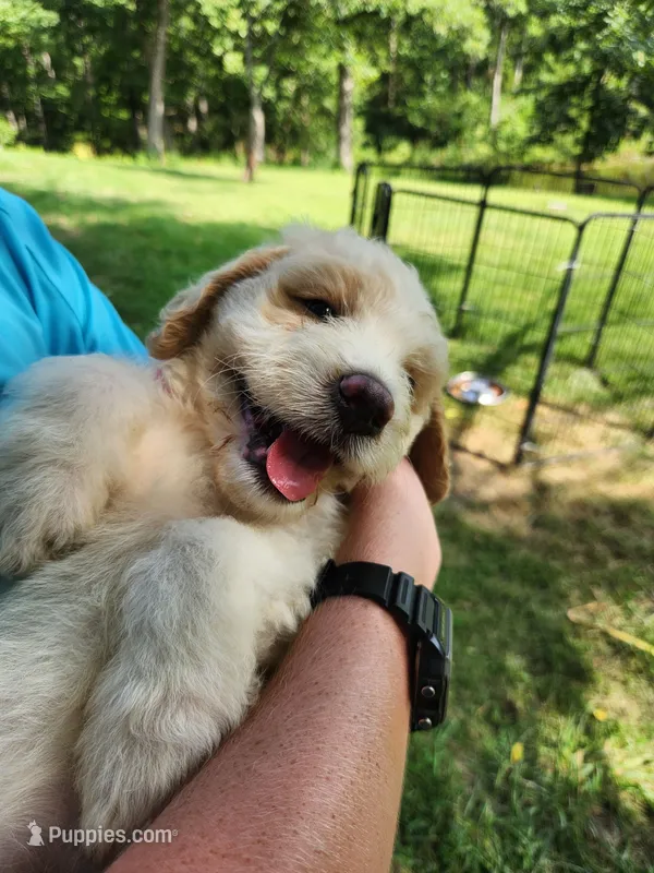 Lilly – Bernedoodle puppy for sale in Columbia, MO