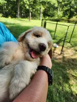 Lilly, a male Bernedoodle for sale in Columbia, MO – 1 of 2