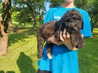 Max, a male Bernedoodle for sale in Columbia, MO – 2 of 2