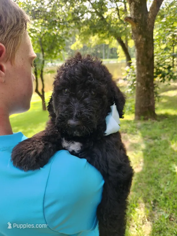 Max – Bernedoodle puppy for sale in Columbia, MO