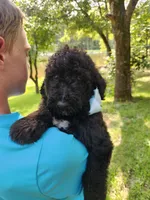 Max, a male Bernedoodle for sale in Columbia, MO – 1 of 2