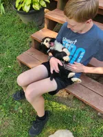 Truman, a male Bernedoodle for sale in Columbia, MO – 2 of 3