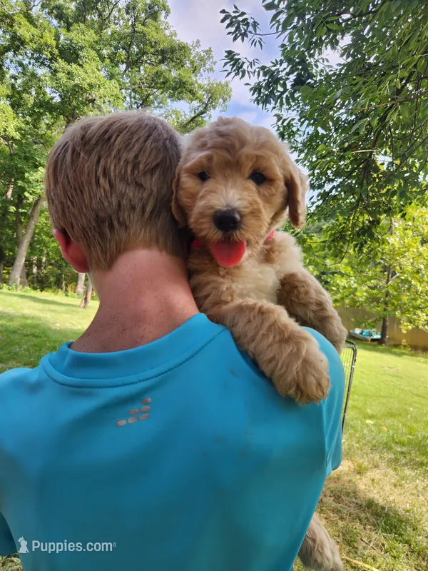 Marigold – Bernedoodle puppy for sale in Columbia, MO