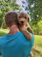 Marigold, a male Bernedoodle for sale in Columbia, MO – 1 of 1