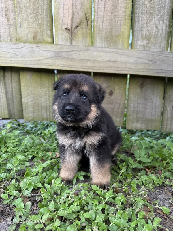 Ace – German Shepherd Dog puppy for sale in Orlando, FL