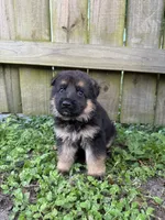 Ace, a male German Shepherd Dog for sale in Orlando, FL – 1 of 3