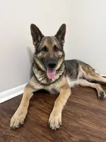 Nova, a female German Shepherd Dog for sale in Orlando, FL – 3 of 3