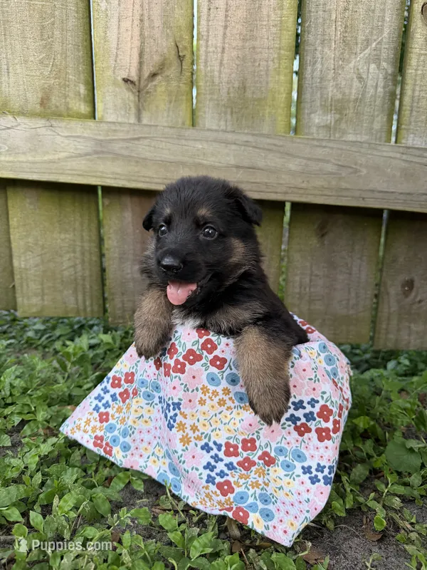 Hazel – German Shepherd Dog puppy for sale in Orlando, FL