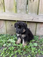 Titan, a male German Shepherd Dog for sale in Orlando, FL – 1 of 3