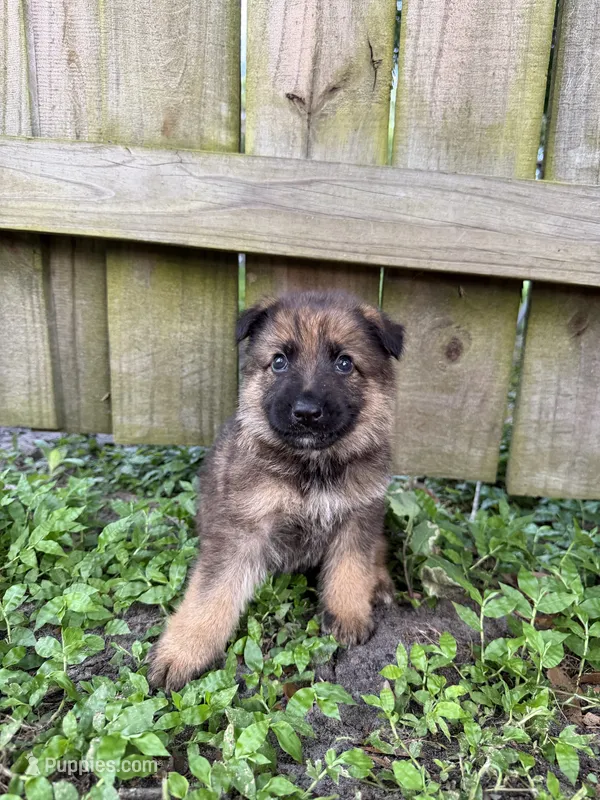 Atlas – German Shepherd Dog puppy for sale in Orlando, FL