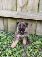 Atlas, a male German Shepherd Dog for sale in Orlando, FL – 1 of 3
