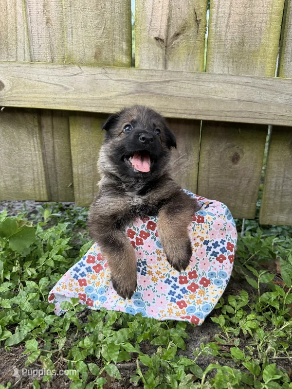 Nova – German Shepherd Dog puppy for sale in Orlando, FL