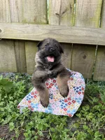 Nova, a female German Shepherd Dog for sale in Orlando, FL – 1 of 3
