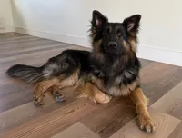 Hazel, a female German Shepherd Dog for sale in Orlando, FL – 2 of 3