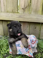 Luna, a female German Shepherd Dog for sale in Orlando, FL – 1 of 3