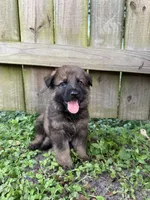 Ranger, a male German Shepherd Dog for sale in Orlando, FL – 1 of 3