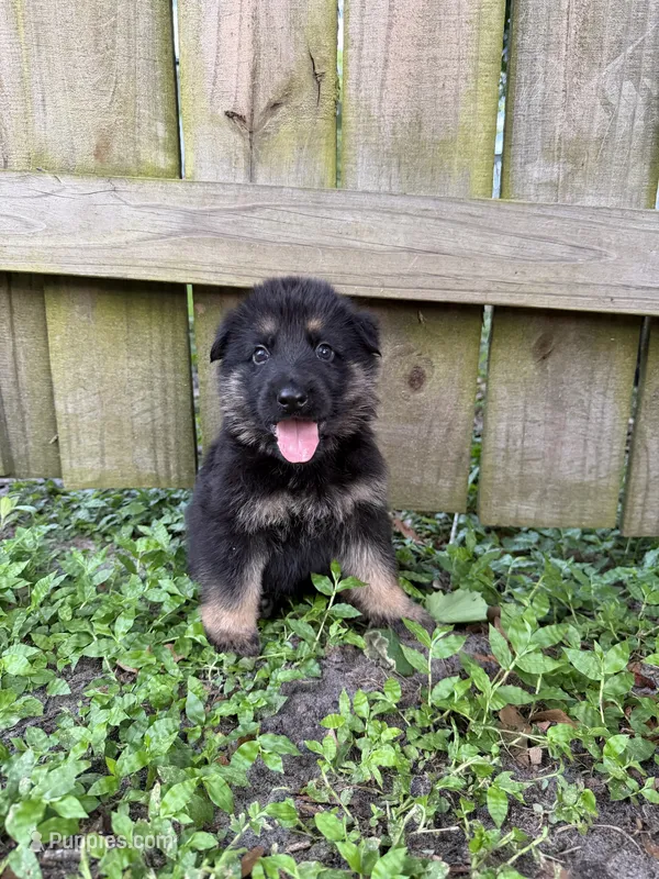 Diesel – German Shepherd Dog puppy for sale in Orlando, FL