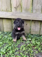 Diesel, a male German Shepherd Dog for sale in Orlando, FL – 1 of 3