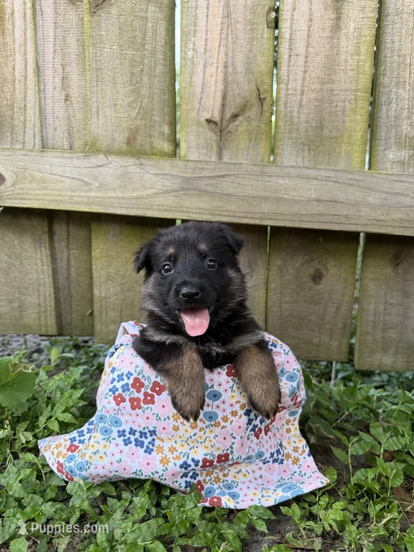 Willow – German Shepherd Dog puppy for sale in Orlando, FL