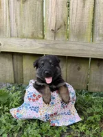 Willow, a female German Shepherd Dog for sale in Orlando, FL – 1 of 3