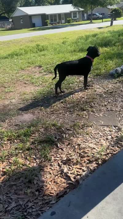 Bubba, a male Cane Corso for sale in Ocala, FL – 8 of 8