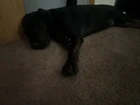 Bubba, a male Cane Corso for sale in Ocala, FL – 5 of 8