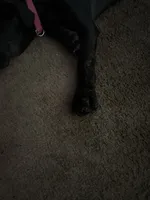 Bubba, a male Cane Corso for sale in Ocala, FL – 7 of 8
