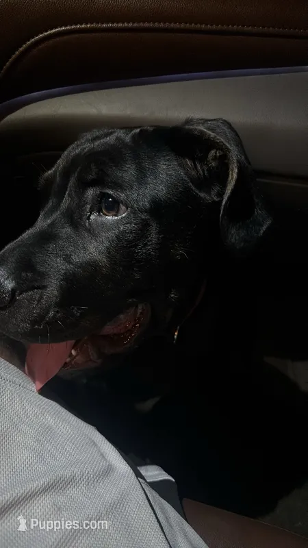 Bubba – Cane Corso puppy for sale in Ocala, FL