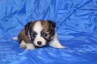 Bell, a female Papillon for sale in Monticello, WI – 5 of 5