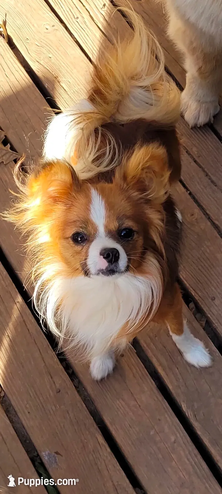 Bow, a male Papillon for sale in Monticello, WI – 6 of 7
