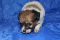 Scrappy, a female Papillon for sale in Monticello, WI – 4 of 5