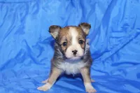Bow, a male Papillon for sale in Monticello, WI – 5 of 7