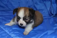 Bell, a female Papillon for sale in Monticello, WI – 4 of 5